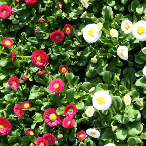 Die Frühlingsblumen von Gärtnerei Niemann