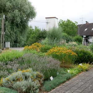 Der Kräutergarten im Juni